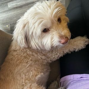 Meet your Posher, Emmie